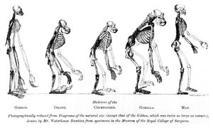 Изображение с фронтисписа работы Хаксли Evidence as to Man's Place in Nature (1863), на котором сопоставляются скелеты обезьян и человека.